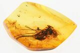 Detailed Fossil Muscoid Fly and Dance Fly In Baltic Amber #367463-1